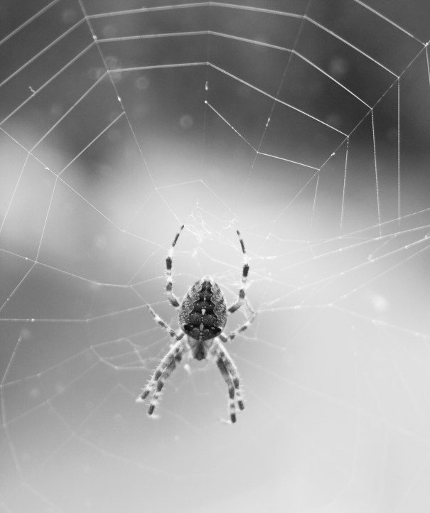 10548151_10204439897140544_227664955227018486_o